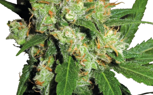 Sensi Skunk Regular (Sensi Seeds) – Pflanze