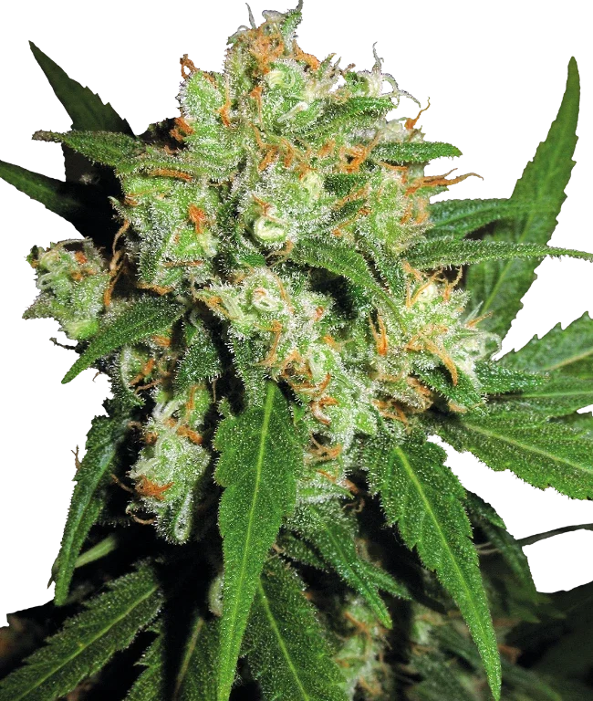 Sensi Skunk Regular (Sensi Seeds) – Pflanze