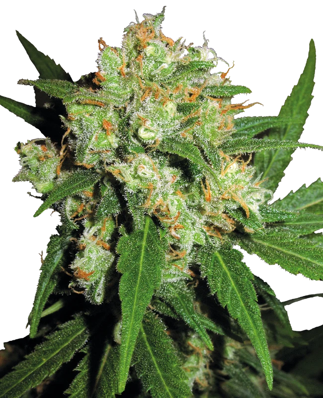 Sensi Skunk Regular (Sensi Seeds) – Pflanze