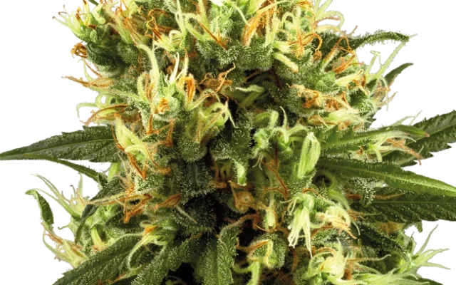White Haze Automatic (White Label) – Pflanze