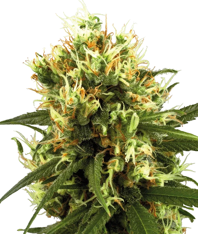 White Haze Automatic (White Label) – Pflanze