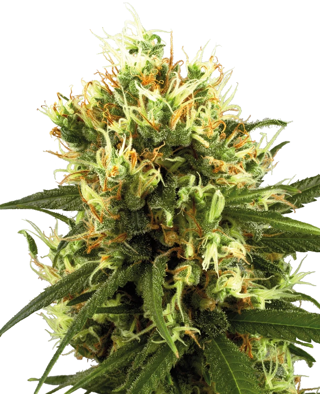 White Haze Automatic (White Label) – Pflanze