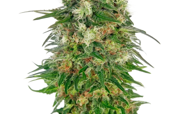 Shiva Skunk Automatic (Sensi Seeds) – Pflanze