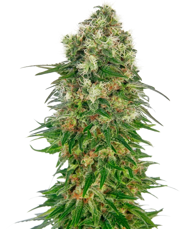 Shiva Skunk Automatic (Sensi Seeds) – Pflanze