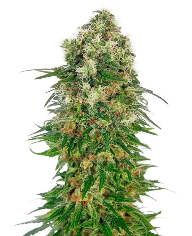Shiva Skunk Automatic (Sensi Seeds) – Pflanze