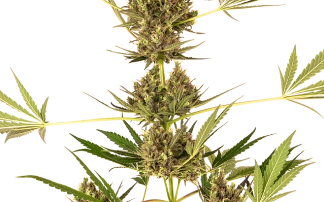 Alpine Delight CBD Automatische (Sensi Seeds) – Pflanze