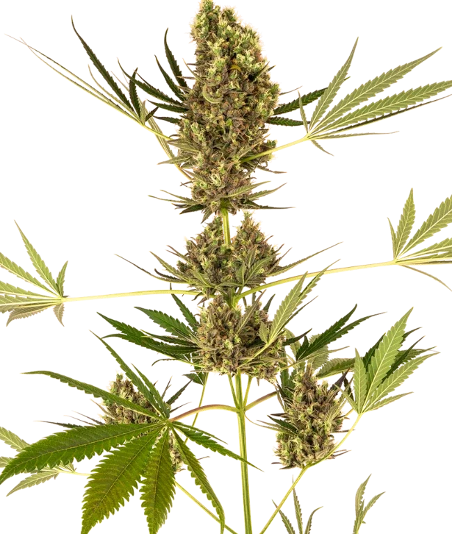Alpine Delight CBD Automatische (Sensi Seeds) – Pflanze