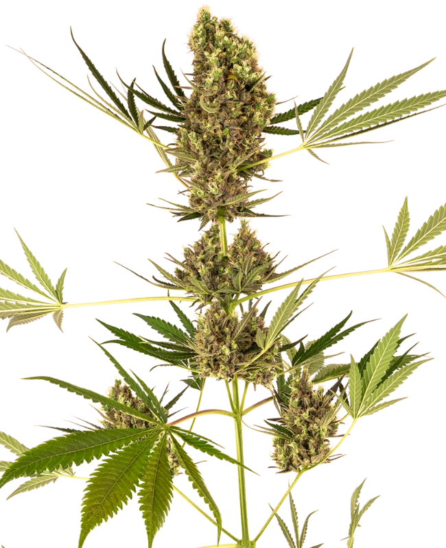 Alpine Delight CBD Automatische (Sensi Seeds) – Pflanze