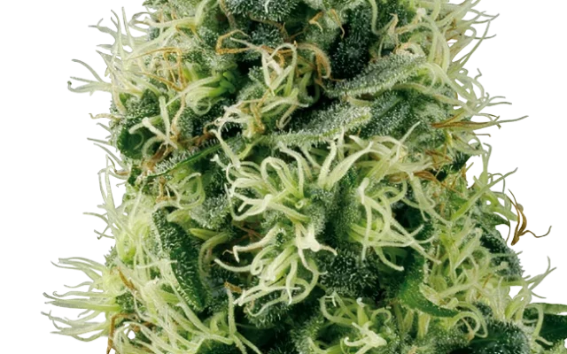 Pure Power Plant Feminized (White Label) – Pflanze