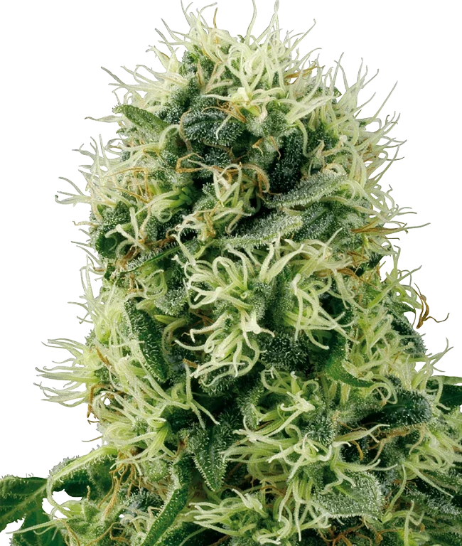 Pure Power Plant Feminized (White Label) – Pflanze