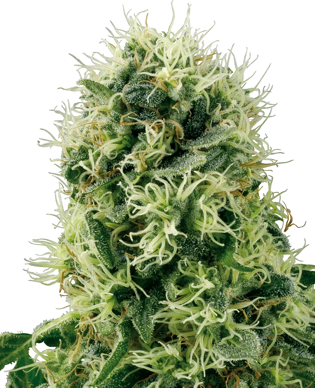 Pure Power Plant Feminized (White Label) – Pflanze