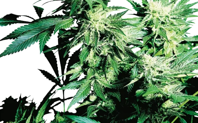 Skunk Kush Feminized (Sensi Seeds) – Pflanze