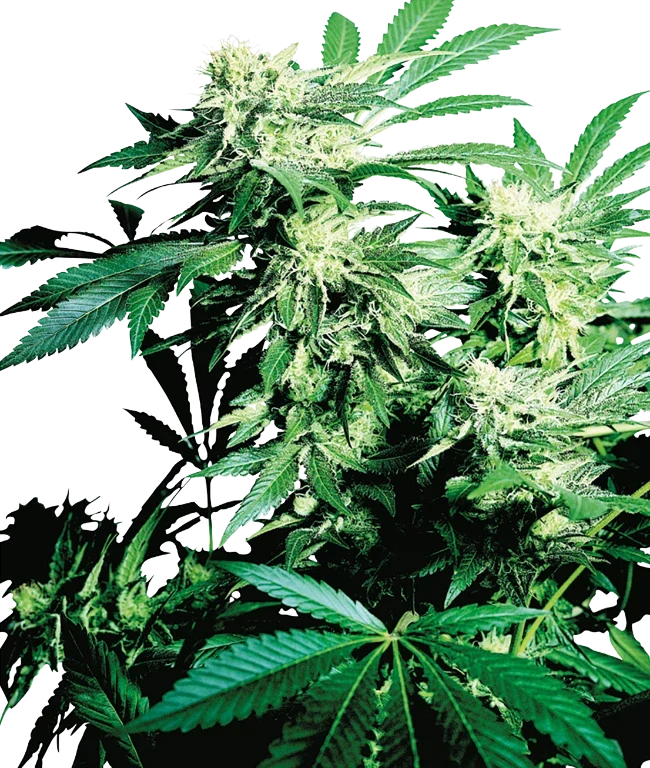 Skunk Kush Feminized (Sensi Seeds) – Pflanze