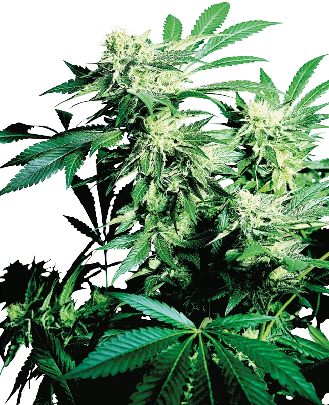 Skunk Kush Feminized (Sensi Seeds) – Pflanze