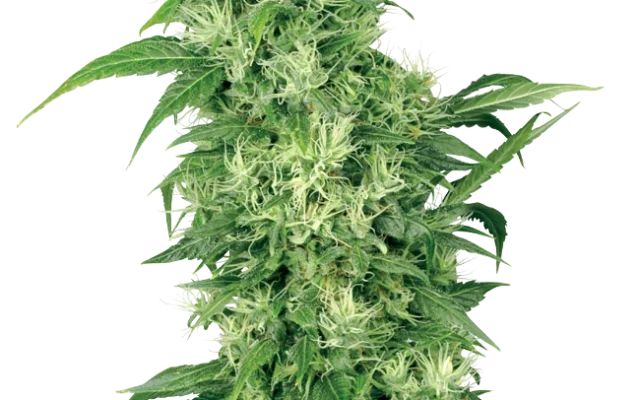 Female Mix (White Label) – Pflanze