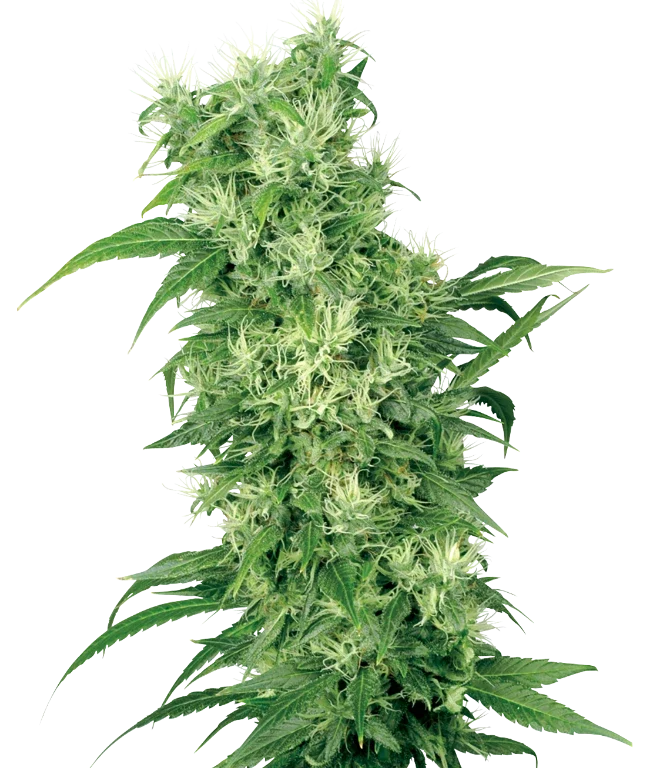 Female Mix (White Label) – Pflanze