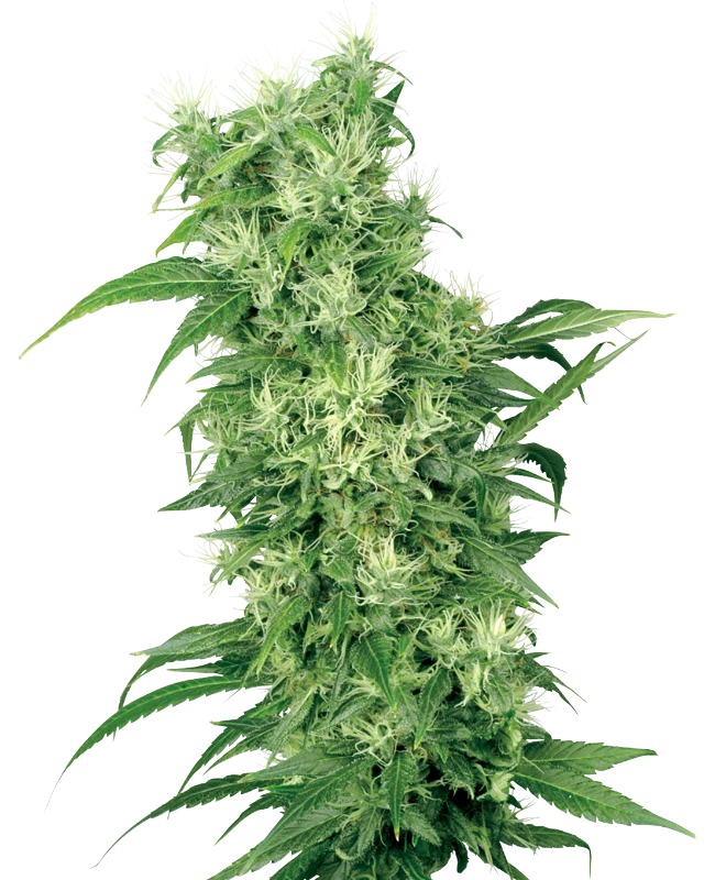 Female Mix (White Label) – Pflanze