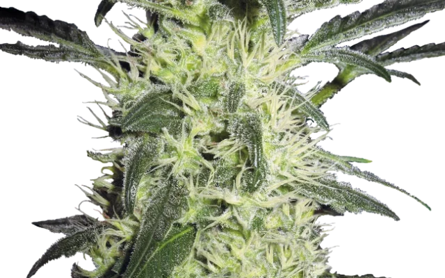 Silver Haze Feminized (Sensi Seeds) – Pflanze