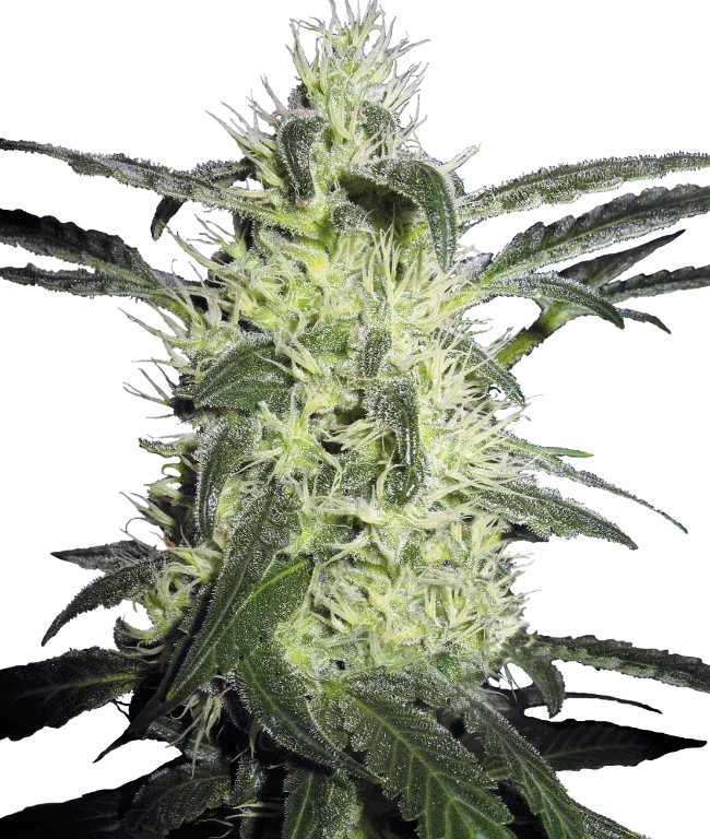 Silver Haze Feminized (Sensi Seeds) – Pflanze