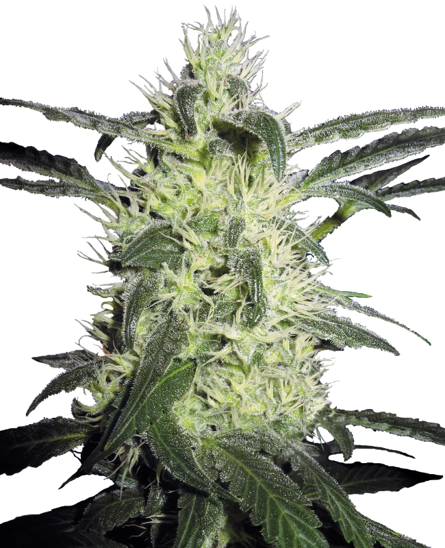 Silver Haze Feminized (Sensi Seeds) – Pflanze