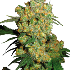 Big Bud Feminized (Sensi Seeds) – Herstellerbild