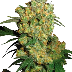 Big Bud Feminized (Sensi Seeds) – Pflanze