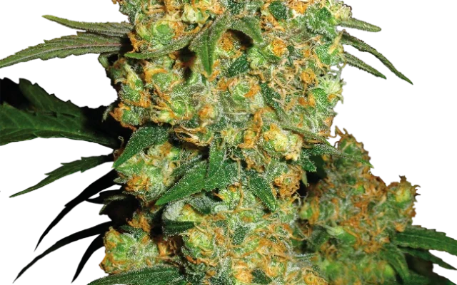 Big Bud Feminized (Sensi Seeds) – Pflanze