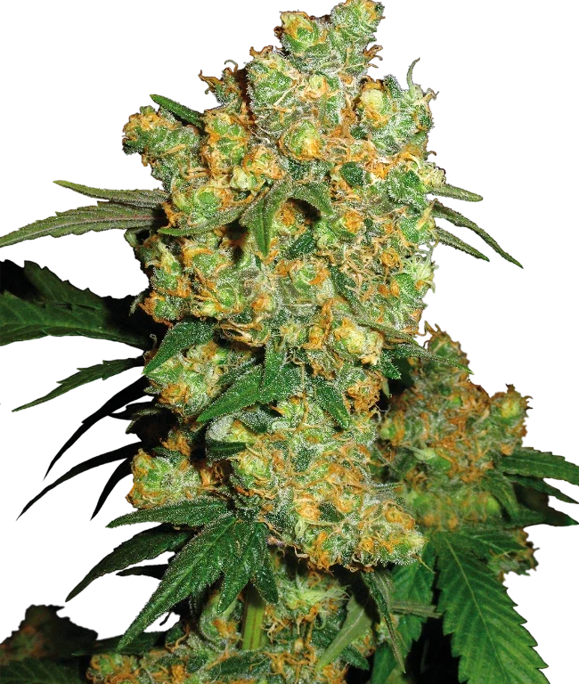 Big Bud Feminized (Sensi Seeds) – Pflanze