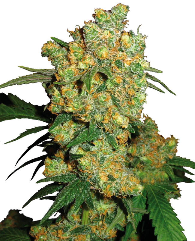 Big Bud Feminized (Sensi Seeds) – Pflanze