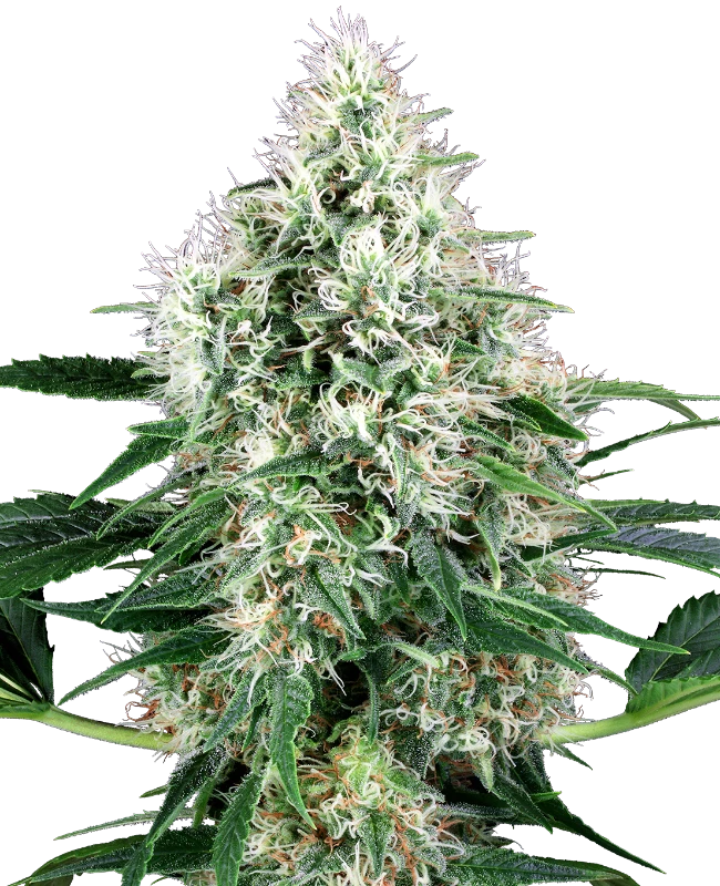 Pure Power Plant Automatic (White Label) – Pflanze