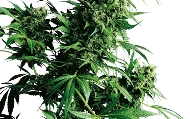 Shiva Shanti Regular (Sensi Seeds) – Pflanze