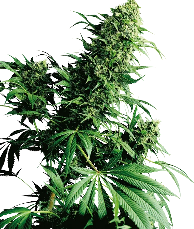 Shiva Shanti Regular (Sensi Seeds) – Pflanze