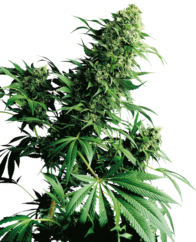 Shiva Shanti Regular (Sensi Seeds) – Pflanze