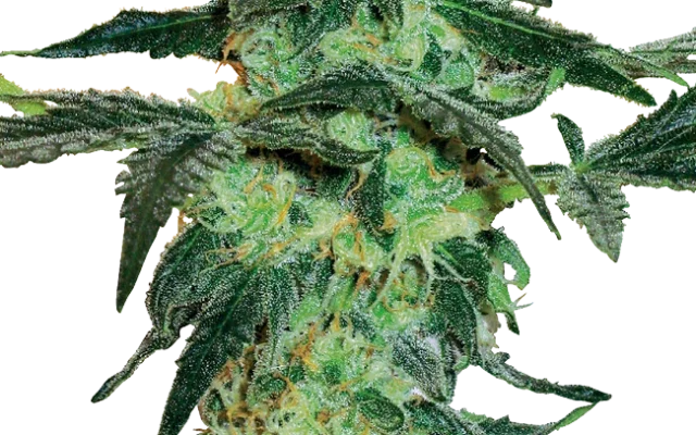 White Ice Feminized (White Label) – Pflanze