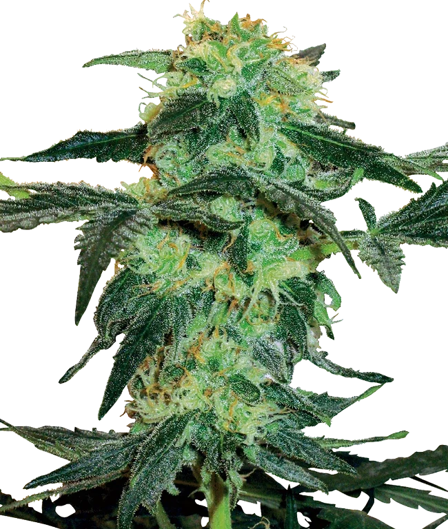 White Ice Feminized (White Label) – Pflanze
