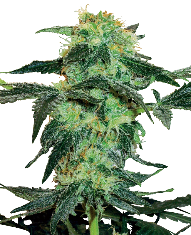 White Ice Feminized (White Label) – Pflanze