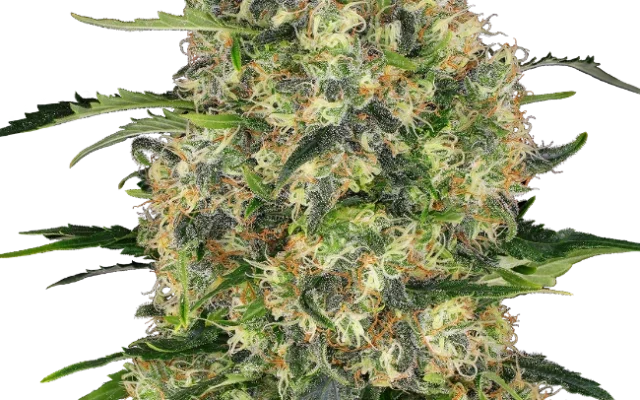 Black Domina Feminized (Sensi Seeds) – Pflanze