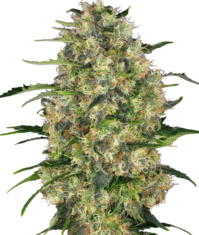 Black Domina Feminized (Sensi Seeds) – Pflanze
