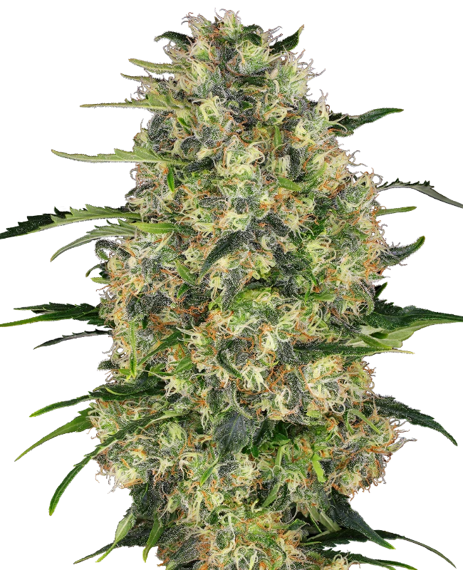 Black Domina Feminized (Sensi Seeds) – Pflanze