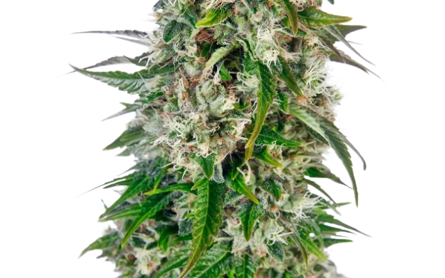 Big Bud Automatic (Sensi Seeds) – Pflanze