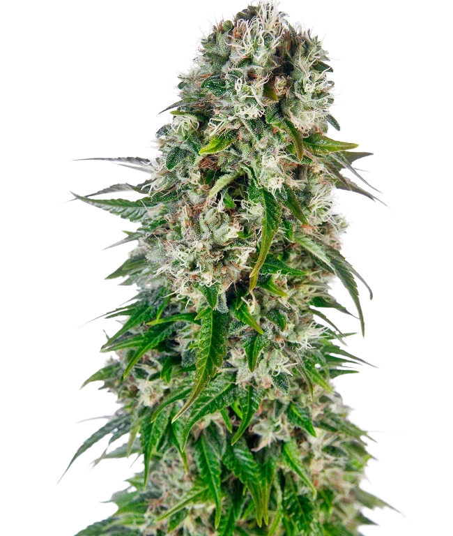 Big Bud Automatic (Sensi Seeds) – Pflanze