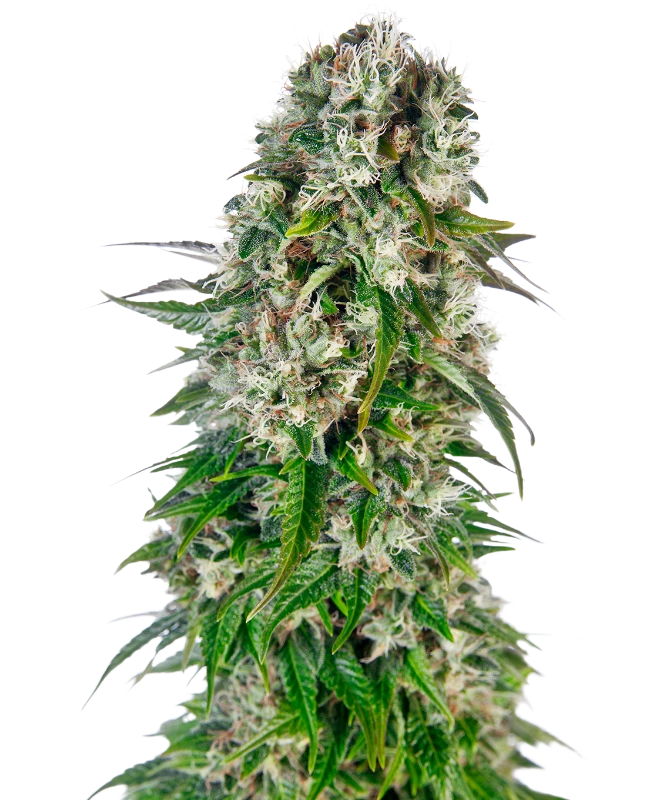 Big Bud Automatic (Sensi Seeds) – Pflanze