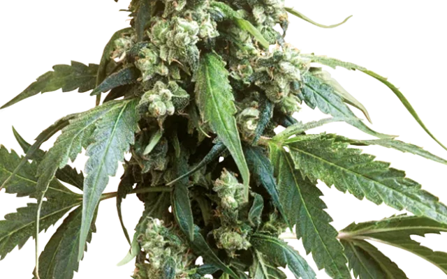 Jack Flash #5 Feminized (Sensi Seeds) – Pflanze