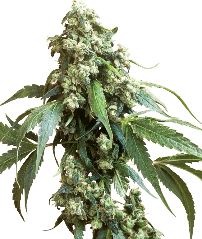 Jack Flash #5 Feminized (Sensi Seeds) – Pflanze