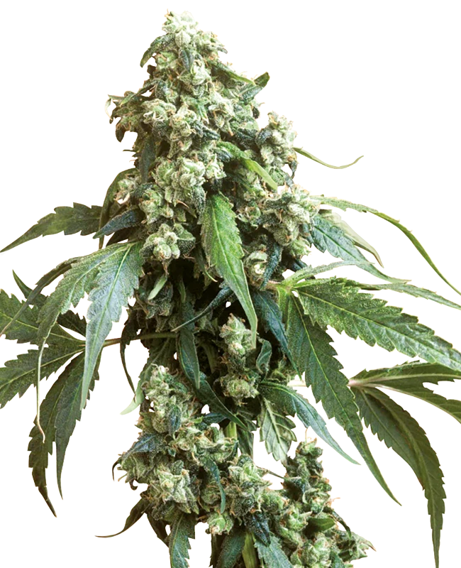 Jack Flash #5 Feminized (Sensi Seeds) – Pflanze