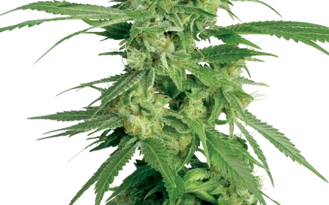 Holland's Hope Regular (White Label) – Pflanze