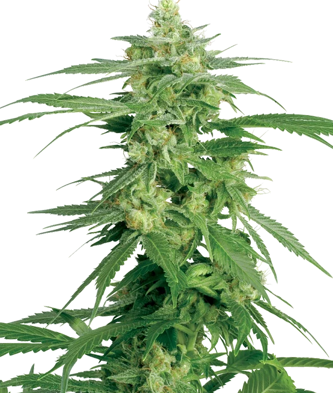 Holland's Hope Regular (White Label) – Pflanze