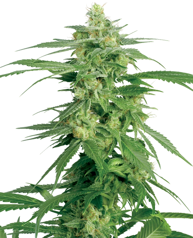 Holland's Hope Regular (White Label) – Pflanze
