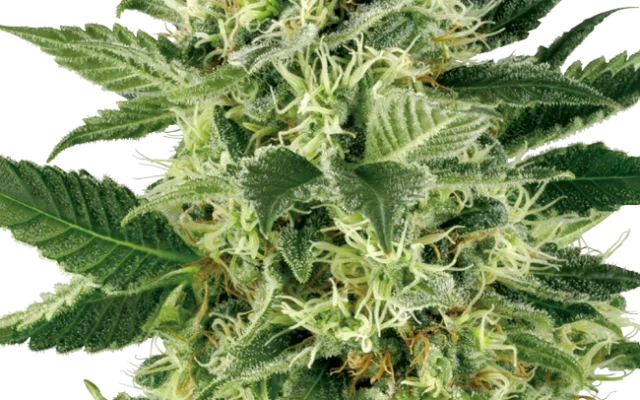 Northern Lights Feminized (Sensi Seeds) – Pflanze