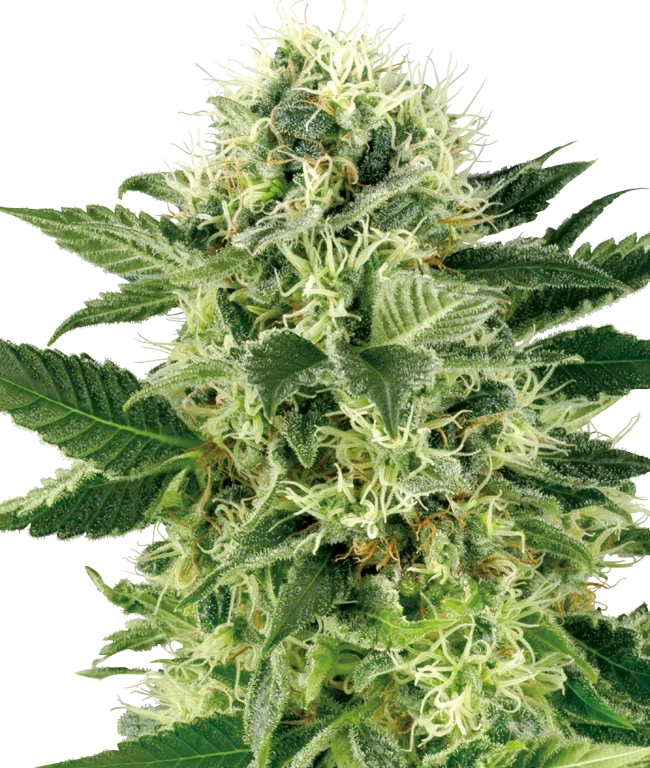 Northern Lights Feminized (Sensi Seeds) – Pflanze